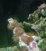 coral id_002.JPG