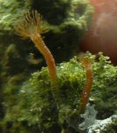 hydroids.jpg