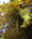 algae_sargassum2ID.jpg