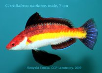 CirrhilabrusNaokoaeMale7cm.jpg