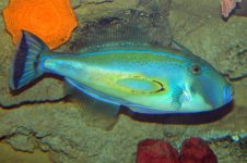 The horseshoe leatherjacket is a colorful filefish from the temperate waters of Australia.jpg