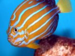 blue line angelfish Chaetodontoplus septrionalis.jpg