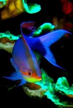 Anthias.jpg