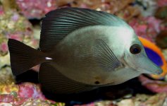 Zebrasoma rostratum X Zebrasoma scopas1.jpg