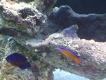 neon,dusky,coral,blenny.JPG