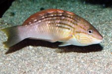 seibolds wrasse low res.jpg