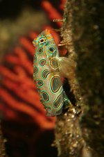 Psychadelic Mandarin Fish.jpg