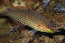 Melanarus Wrasse.jpg