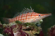 Long-nose Hawkfish.jpg