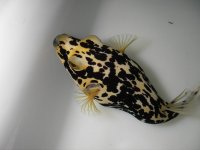 Golden Dalmation puffer 004.jpg