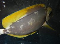 mottled tang 2.jpg