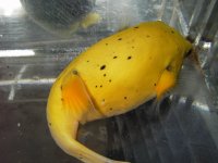 gold puffer 3.jpg