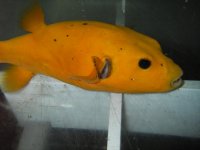 gold puffer 2.jpg