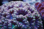 acan3.jpg