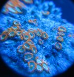 orange zoa 1.jpg