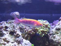 Wrasse.JPG