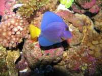 anthias1 126.jpg