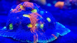 C5B188E2-C0DC-4853-8669-0FF0F32FF2EC.jpeg