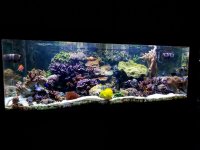 big reef tank full May 17 2019  IMG_20190517_152455065.jpg