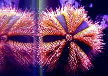 Tuxedo seaurchin red.jpg