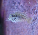 Blenny.jpg