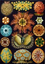 426px-Haeckel_Ascidiae.jpg