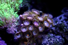 Armor of God Zoo's & Star Polyps.jpg