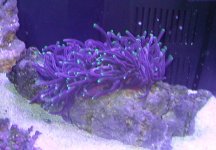 anemone_Sept9.jpg