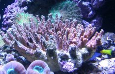 Millepora Colony_Sept9.jpg