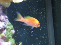 UnknownAnthias041.jpg