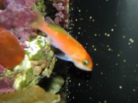 UnknownAnthias003.jpg