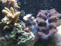 UnknownAnthias033.jpg