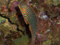 Leopard wrasse 11-29-07 Underwater Aquariums 028.JPG