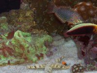 Leopard wrasse 11-29-07 Underwater Aquariums 020.JPG