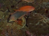 Leopard wrasse 11-29-07 Underwater Aquariums 011.JPG