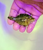 Matted Filefish.jpg