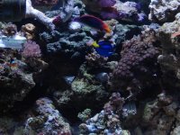 tank pics 2008 001.jpg