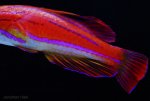 wrasse.jpg