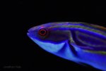 wrasse 2.jpg