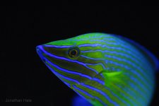 wrasse 141.jpg