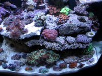 new aquascape 012.JPG