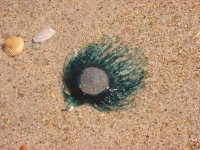 blue button jelly at mickler beach.JPG