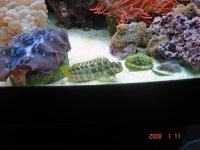 Blenny & Rics & Clam & Bubble.jpg