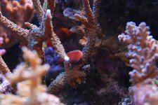 red line goby.jpg