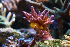 yellow goby acro.jpg