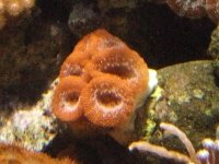 strawberry acan.jpg