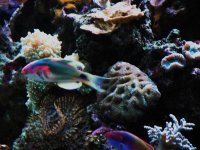 African Exquisite Wrasse 011.jpg