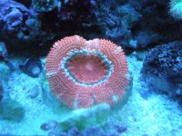 red acan.JPG