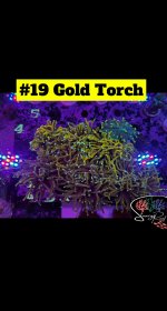 19 - Gold Torch.JPG