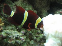 July32007coralupdate002.jpg